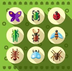 Set of flat insect bug icons