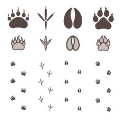 Paw Print N19