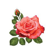 Bouquet of pink rose buds Rose isolated Vector illustration N2