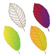 Collection colorful autumn leaves isolated N3