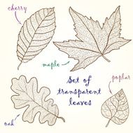 Collection of leaves cherry oak maple poplar