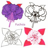 Fuchsia White and purple flower