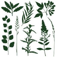 herb N4