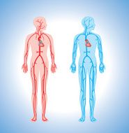 Human arteries and veins
