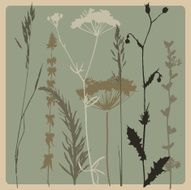 dry grass N2