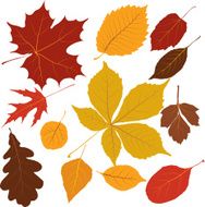 Colored Leaves N4