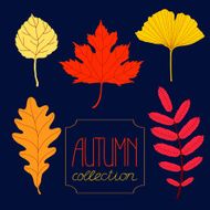 Autumn leaves collection N2