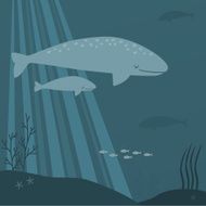 Gray whale and calf swimming