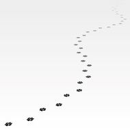 Trace of dog leading far away