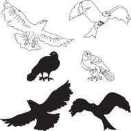 Eagle N51