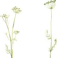 Silhouettes of flowers and grass N76