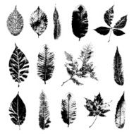 Leaf silhouette collection foliage set N8