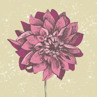 dahlia