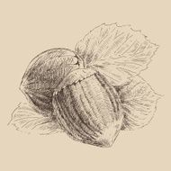 Nuts Hazelnuts vintage illustration engraved style