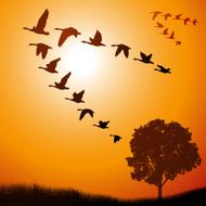 Geese Going South