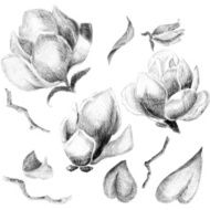 Flower sketch set N3