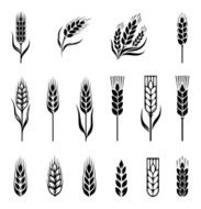 Wheat N22
