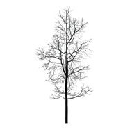 Trees with dead branch N159