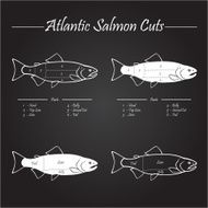 Atlantic salmon cuts diagram N2