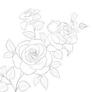 White rose isolated