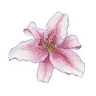 Lily isolated on white background Vector watercolor hand drawn illustration