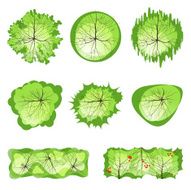 Trees - top view