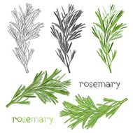 Set of rosemary isolated on white background