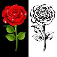 Roses N92