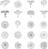 Graphic flowers N3
