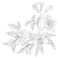 Flower alstroemeria contour