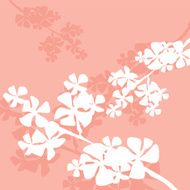 sakura flowering