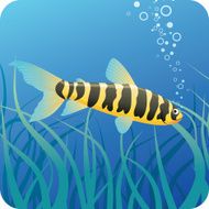Tropical fish under water