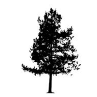 Tree Silhouette Isolated on White Backgorund Vecrtor Illustrati N64