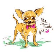 Little cute chihuahua dog N2