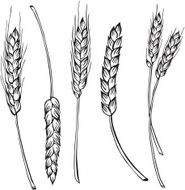 vector silhouette of spikelets