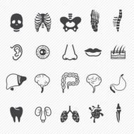 Human Anatomy Icons N2