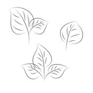 Leaves N125
