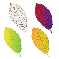 Collection colorful autumn leaves isolated N3