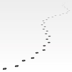 Trace of dog leading far away