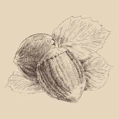 Nuts Hazelnuts vintage illustration engraved style