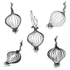 Set of hand drawn onion images N2