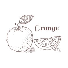 Hand drawn orange with leaf vector illustration N2