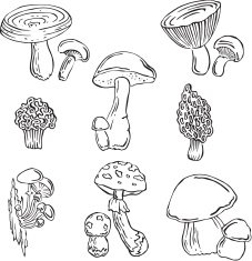 Vector silhouettes of various fungi