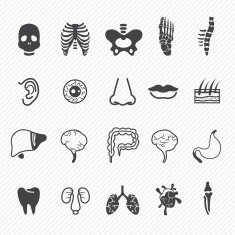 Human Anatomy Icons N2