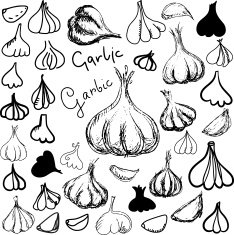 Garlic set in black and white N2