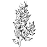Plant phyllon klados