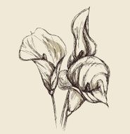 Calla Lily N3