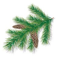 Twig of evergreen with cones
