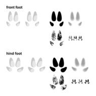 Wild pig footprints
