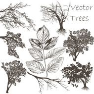Collection of vector detailed trees for design